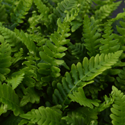 Hardy Fern Blechnum spicant